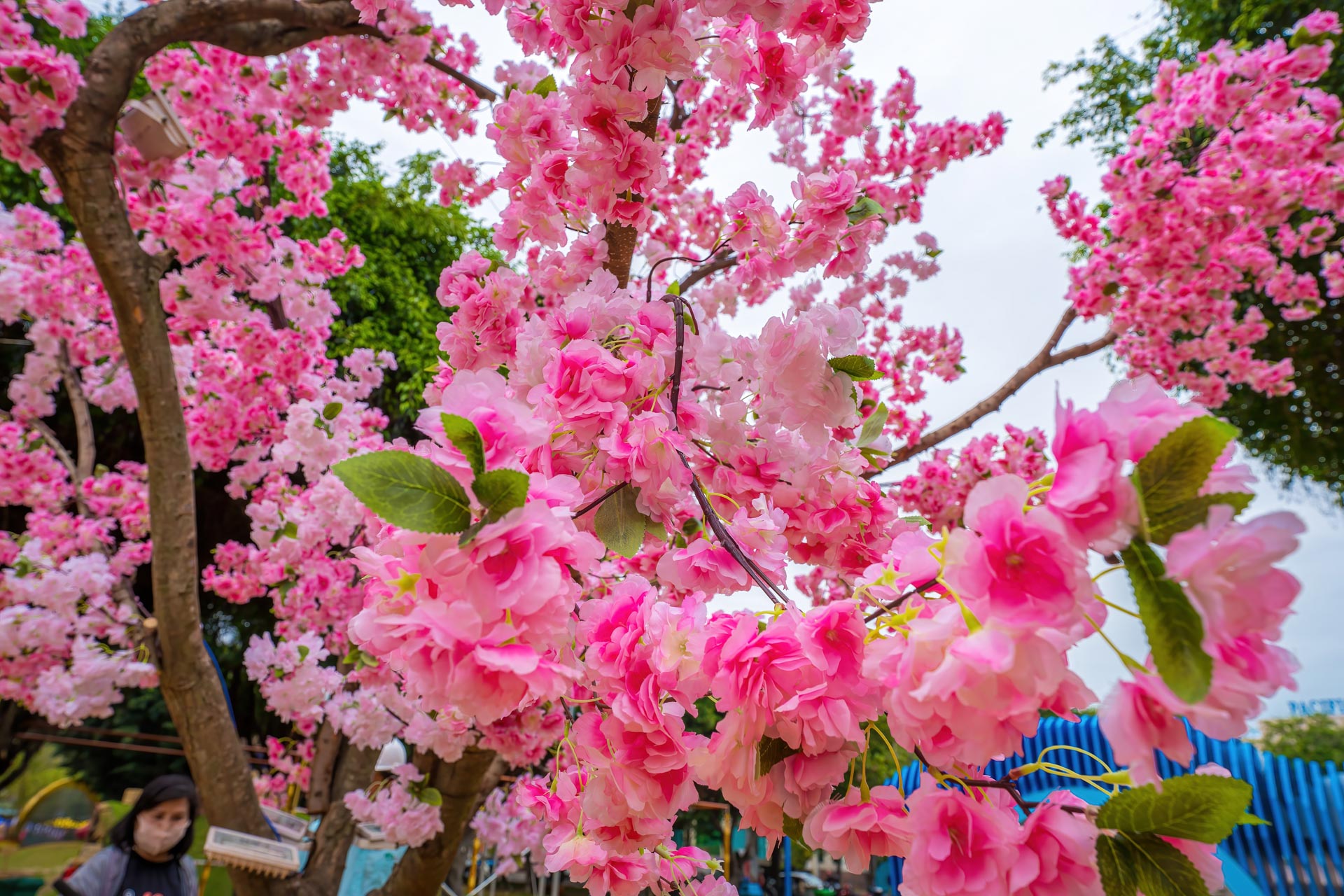 /fm/Files//Pictures/Ido Uploads(1)/Asia/Vietnam/All/Tet Festival Pink Blossoms Bloom Lunar Year - NS - SS.jpg